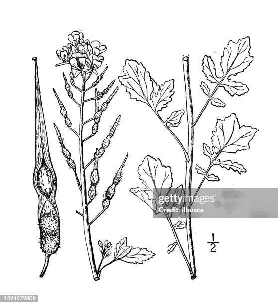 antike botanische pflanzenillustration: sinapis alba, weißer senf - ölrübsen stock-grafiken, -clipart, -cartoons und -symbole