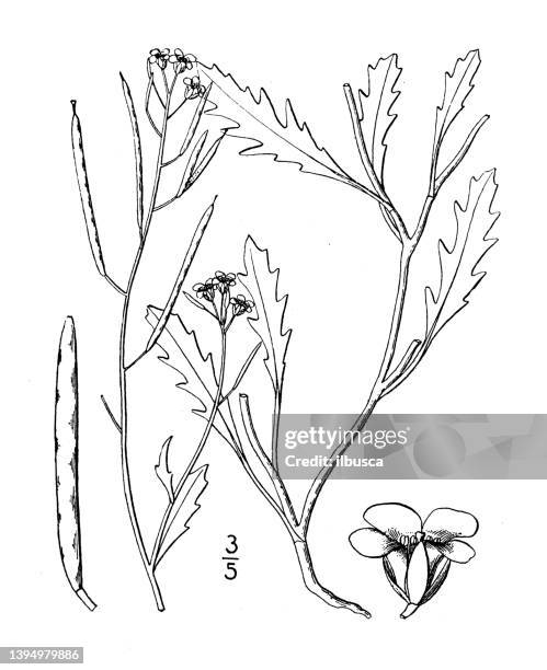 antike botanische pflanzenillustration: diplotaxis muralis, sandrakete - arugula stock-grafiken, -clipart, -cartoons und -symbole
