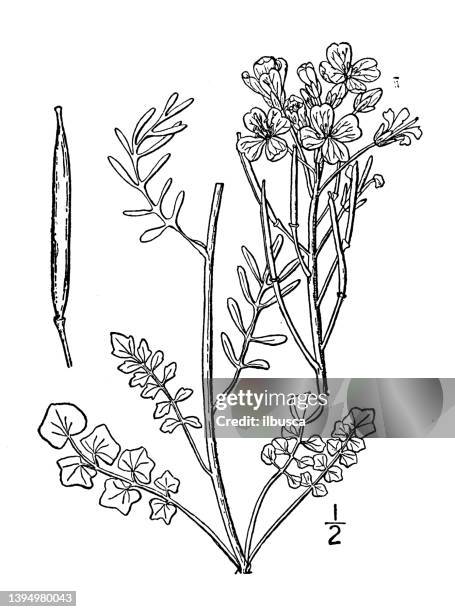 antique botany plant illustration: cardamine pratensis, meadow bitter cress - cardamine bulbifera stock illustrations
