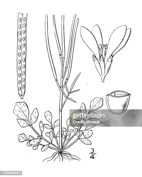 antique botany plant illustration: cardamine hirsuta, hairy bitter cress - cardamine bulbifera stock illustrations