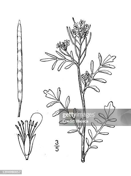 antique botany plant illustration: cardamine pennsylvanica, pennsylvania bitter cress - cardamine bulbifera stock illustrations
