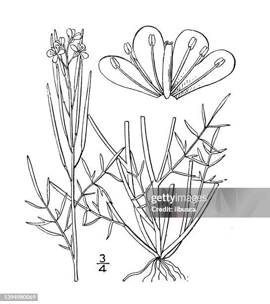 antique botany plant illustration: cardamine arenicola, sand bitter cress - cardamine bulbifera stock illustrations