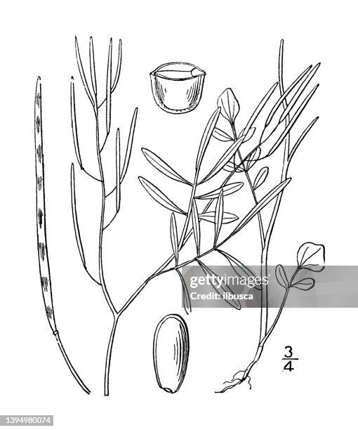 antique botany plant illustration: cardamine parviflora, small flowered bitter cress - cardamine bulbifera stock illustrations