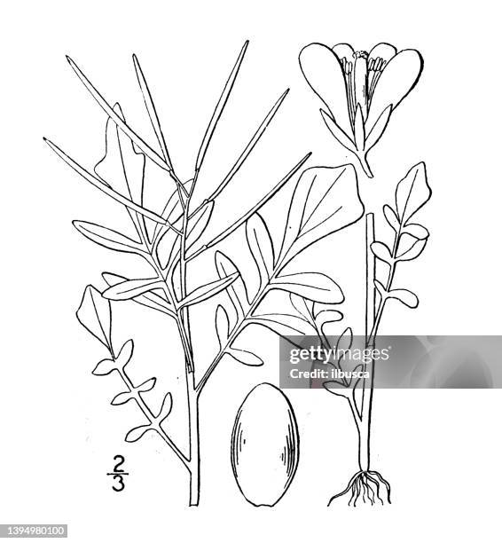 antique botany plant illustration: cardamine flexuosa, wood bitter cress - cardamine bulbifera stock illustrations