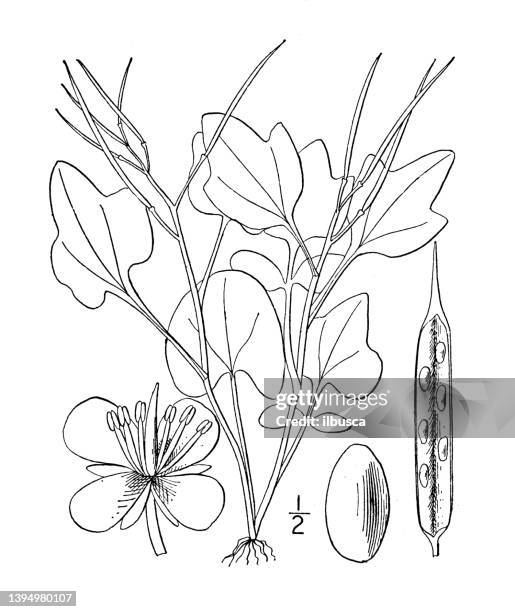 antique botany plant illustration: cardamine clematitis, mountain bitter cress - cardamine bulbifera stock illustrations