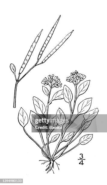 antique botany plant illustration: cardamine bellidifolia, alpine cress - cardamine bulbifera stock illustrations