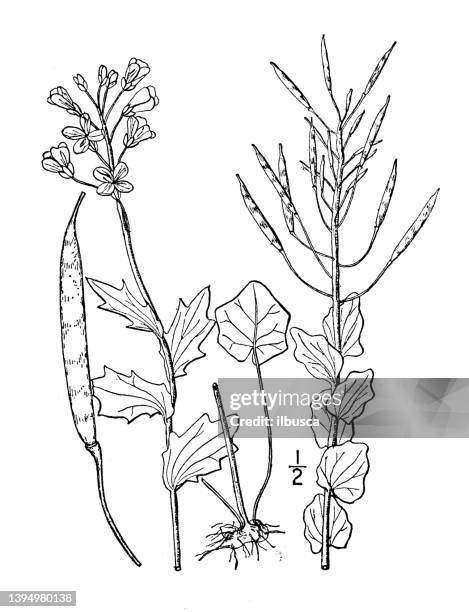 antique botany plant illustration: cardamine purpurea, purple cress - cardamine bulbifera stock illustrations