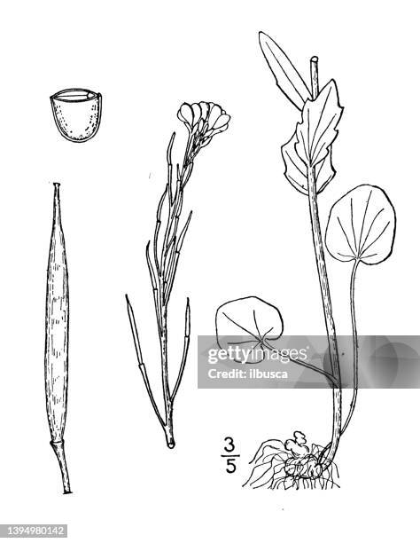 antique botany plant illustration: cardamine bulbosa, bulbous cress - cardamine bulbifera stock illustrations