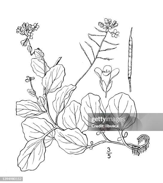 antique botany plant illustration: cardamine rotundifolia, round leaved water cress - cardamine bulbifera stock illustrations