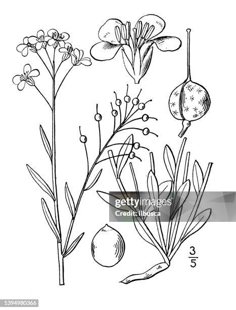 antique botany plant illustration: lesquerella globosa, short's bladder pod - bladderwort stock illustrations