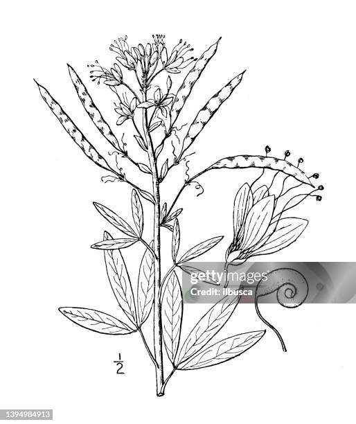 antique botany plant illustration: cleome serrulata, pink cleome - cleome serrulata stock illustrations