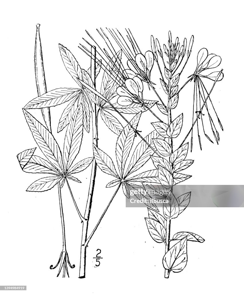 Antique botany plant illustration: cleome spinosa, Spider flower