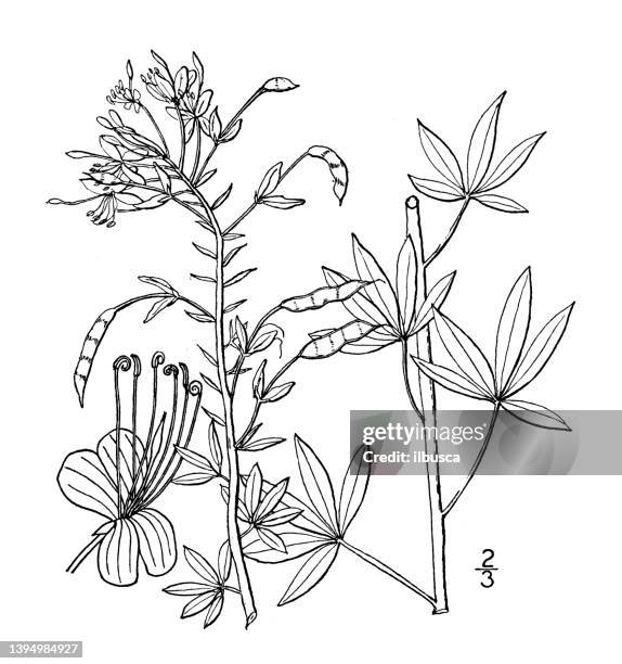 antique botany plant illustration: cleome lutea, yellow cleome - bee plant stock illustrations