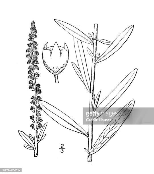 antike botanische pflanzenillustration: reseda luteola, färberrakete - arugula stock-grafiken, -clipart, -cartoons und -symbole