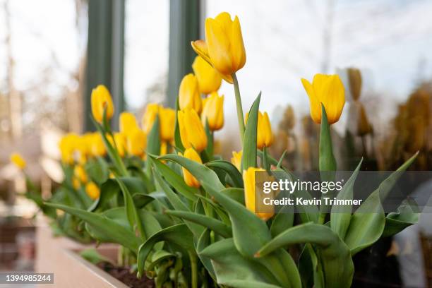 Tulip Window Box Tulips Window Box Photos and Premium High Res Pictures - Getty Images