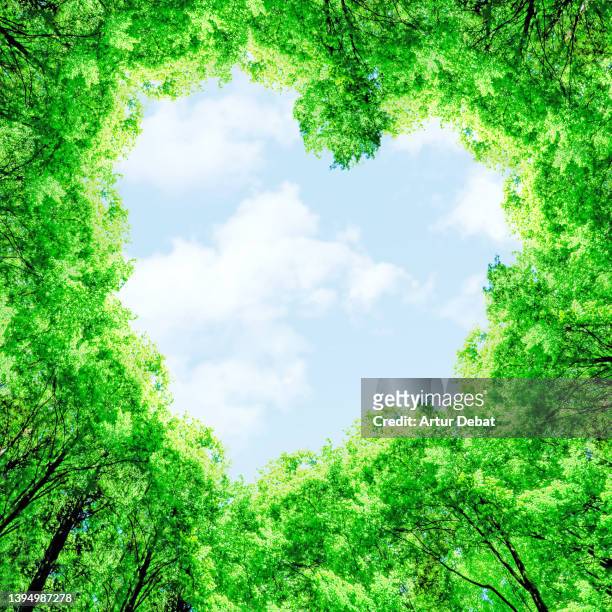 green trees from below with heart shaped against the blue sky. - luxuriant stock pictures, royalty-free photos & images