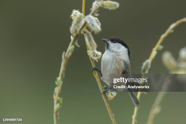 willow tit - pussy willow stock pictures, royalty-free photos & images