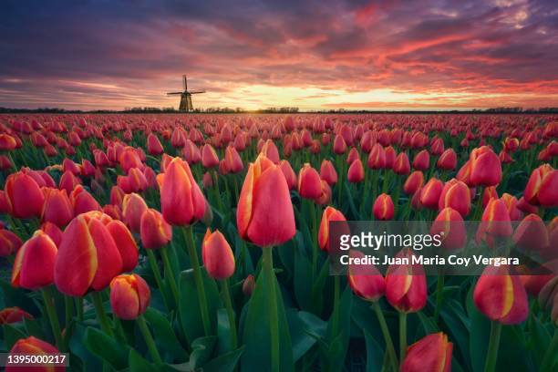 fields of blooming red and yellow tulips during sunset with dutch traditional windmill in holland, netherlands - noord holland landschap stockfoto's en -beelden
