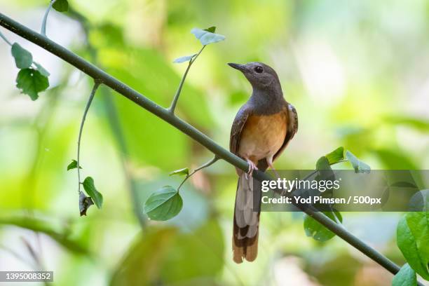 white rumped shama kittacincla malabarica on the tree branch - malabarica stock pictures, royalty-free photos & images