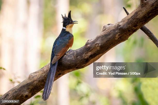 chestnut winged cuckoo on a tree branch bird animals,thailand - clamator stock-fotos und bilder