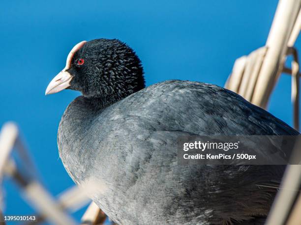 close-up of coot perching on wood,esbo,finland - american coot stock pictures, royalty-free photos & images