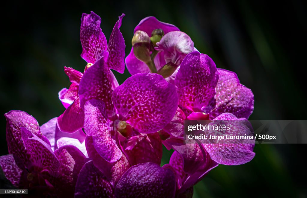 Close-up of wet purple flowering plant