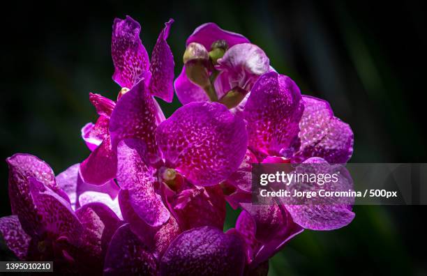 close-up of wet purple flowering plant - vandaceous stock pictures, royalty-free photos & images