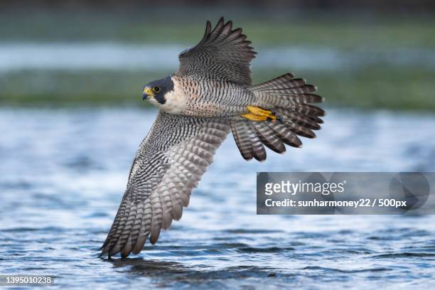 close-up of peregrine falcon of prey flying over lake - peregrine falcon stock pictures, royalty-free photos & images