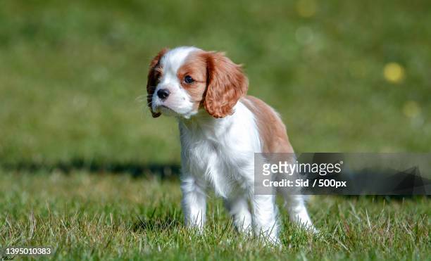 cute puppy on field,partille,sweden - cavalier king charles spaniel stock-fotos und bilder