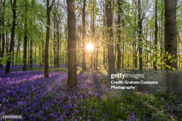 bluebell woods - bluebell wood bildbanksfoton och bilder