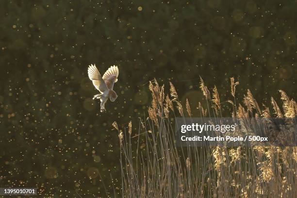 the scenery of wetland - barn owl fotografías e imágenes de stock