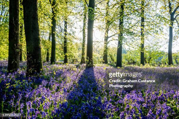 bluebell woods - hertfordshire stock pictures, royalty-free photos & images