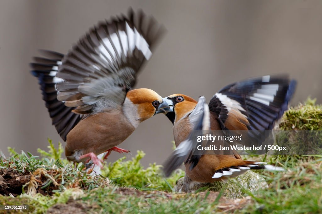 Perchhing Closeup Of Birds Perching On Field High-Res Stock Photo - Getty Images