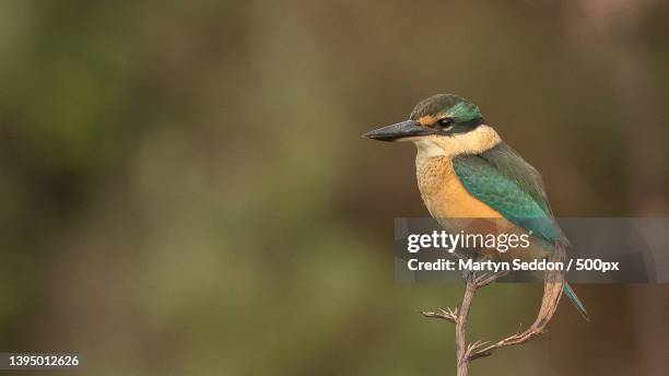 close-up of kingfisher perching on plant - common kingfisher fotografías e imágenes de stock