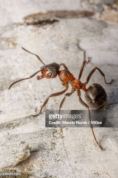 close-up of ant on ground,poland - fire ant stock pictures, royalty-free photos & images