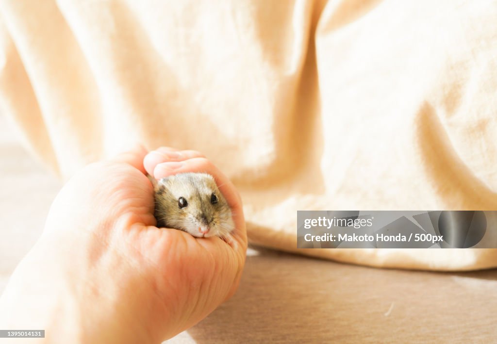 Close-up of hand holding small animal