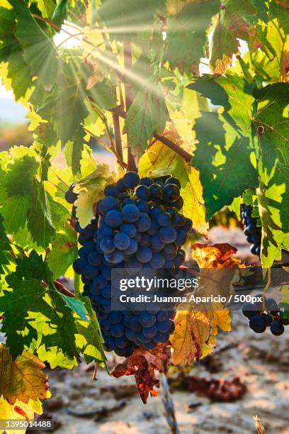 close-up of grapes growing in vineyard,spain - alava stock-fotos und bilder