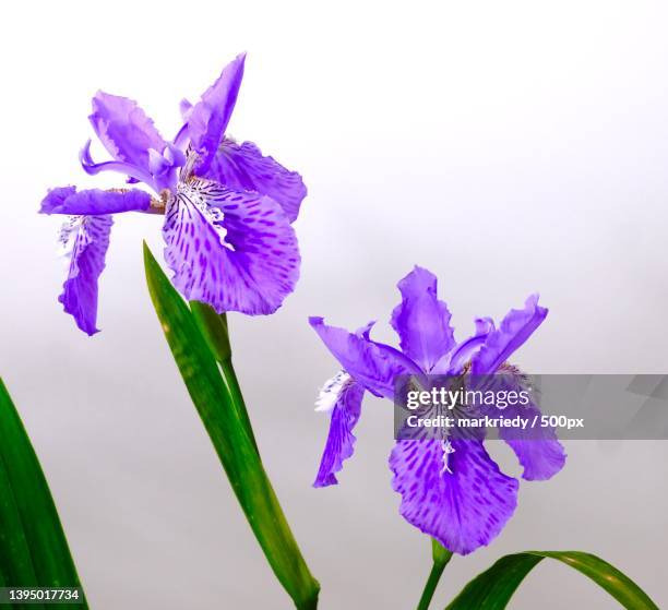 close-up of purple flowering plant against white background - the purple iris stock pictures, royalty-free photos & images