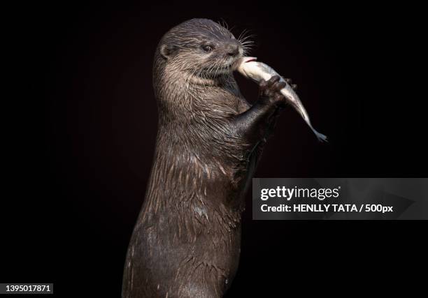 close-up of seal against black background - cute otter stock pictures, royalty-free photos & images