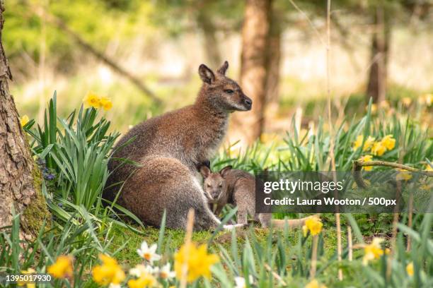 close-up of squirrel on field - wallaby stockfoto's en -beelden