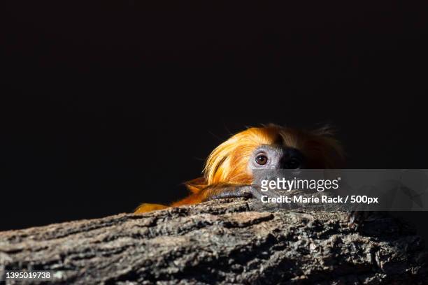 portrait of dog on rock against black background,germany - golden headed lion tamarin stock pictures, royalty-free photos & images