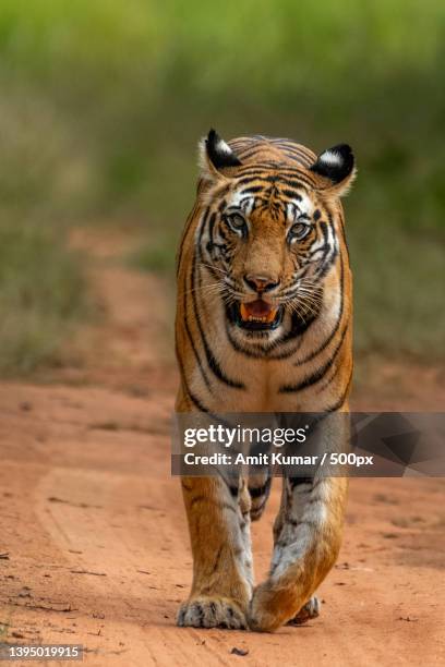 portrait of tiger walking on field,bandhavgarh national park,india - tiger cub stock-fotos und bilder