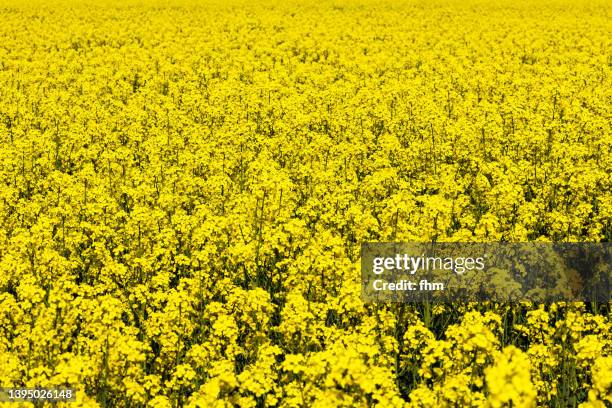 rapeseed field - brassica rapa stock pictures, royalty-free photos & images