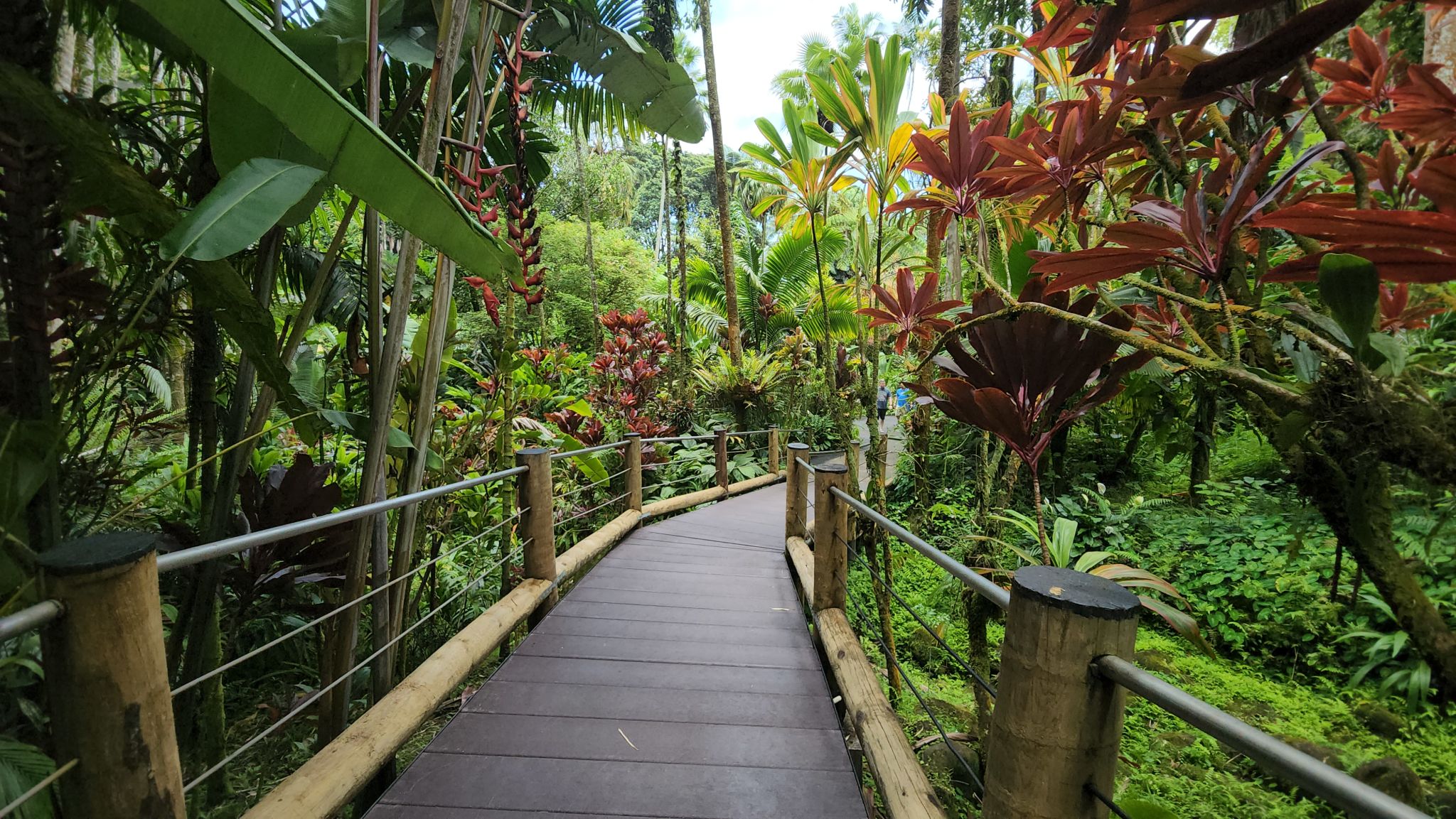 hawaii forest trail