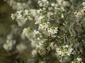 Flora of Gran Canaria - tree lucern, Cytisus proliferus