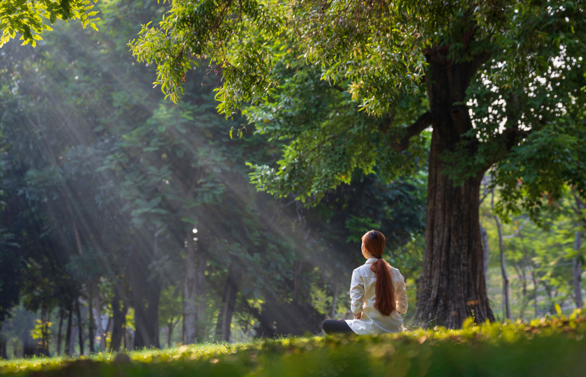 Back of woman relaxingly practicing meditation in the forest to attain happiness from inner peace wisdom with beam of sun light for healthy mind and soul Back of woman relaxingly practicing meditation in the forest to attain happiness from inner peace wisdom with beam of sun light for healthy mind and soul