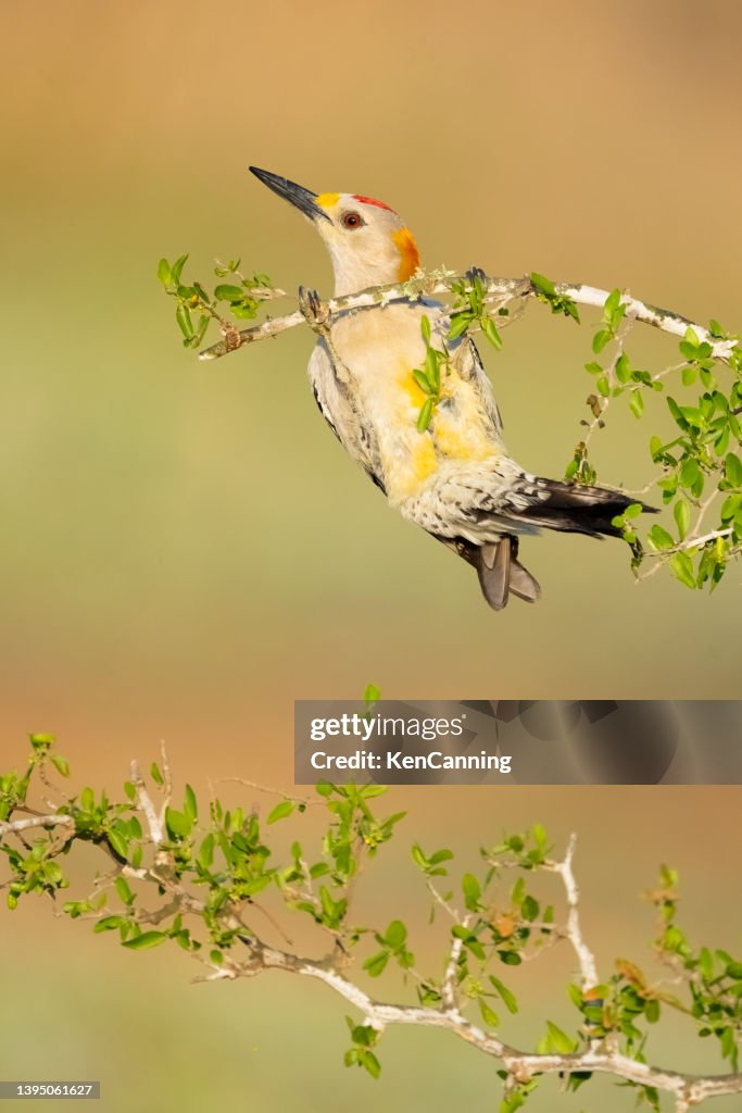 Pájaro carpintero de frente dorada que cuelga de la rama de un árbol