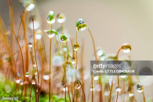 moss sporangia holding raindrops - mt dew stock pictures, royalty-free photos & images