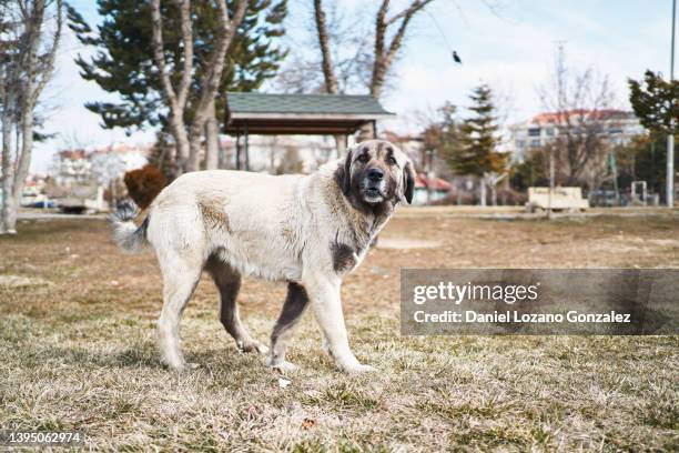 kangal shepherd dog walking on lawn in park - dog turkey fotografías e imágenes de stock