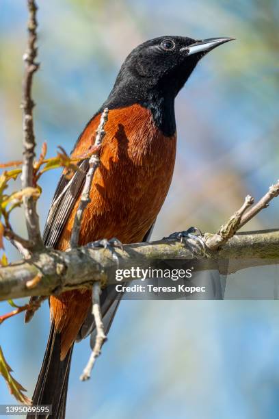 stunning orange and black orchard oriole bird - black bird with orange beak stock pictures, royalty-free photos & images